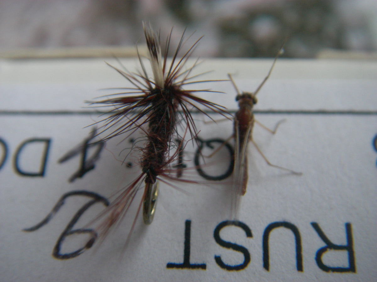 Looking to improve your fly fishing? Match the hatch – The Fly Shop  Australia
