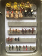 King Parrot Summer Pack