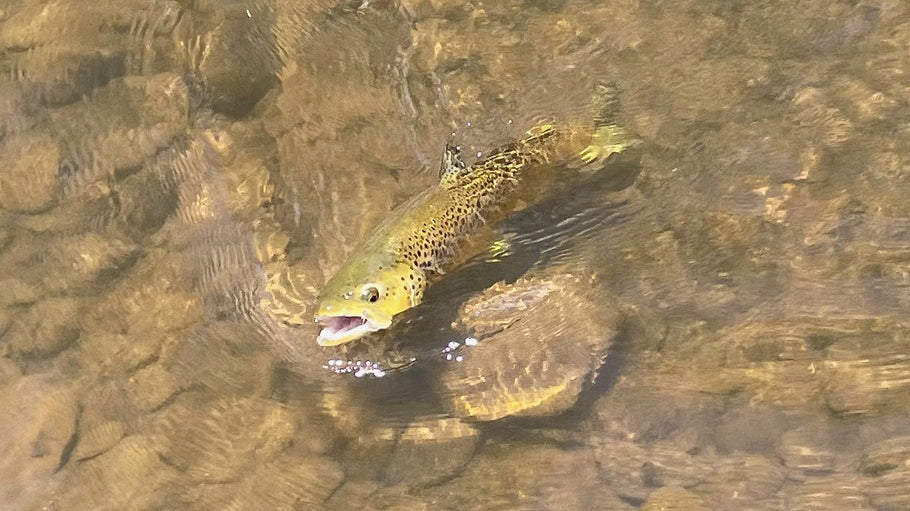 Summer fishing on small rivers