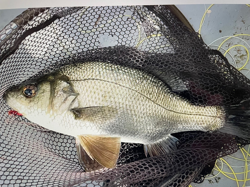 Silver Perch on Tiahape Tickler