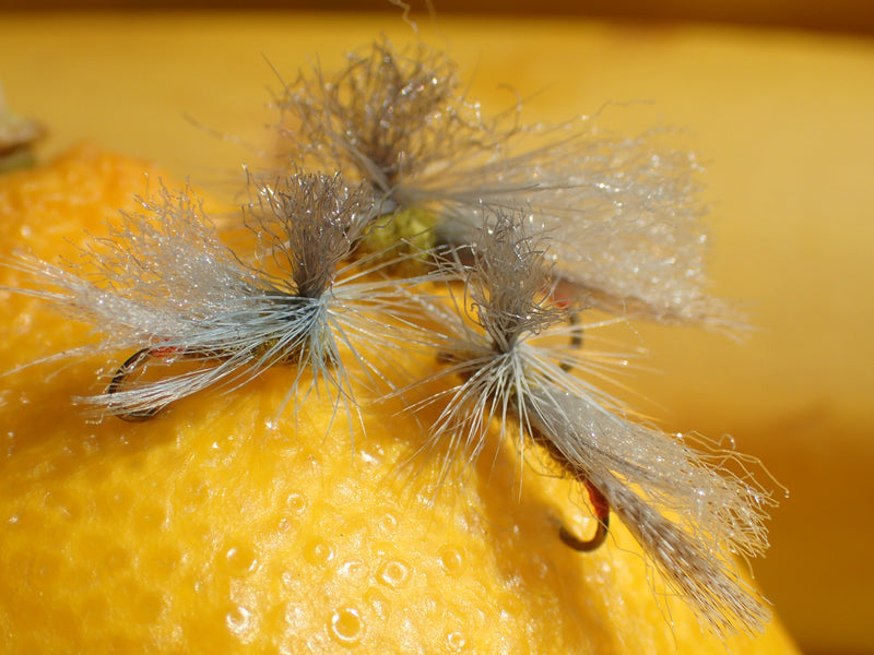 Our Fly Of The Month - YELLOW SALLY