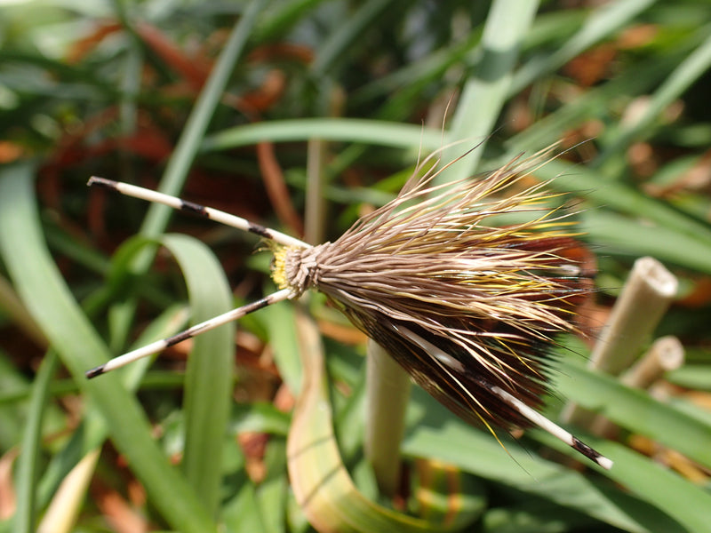 Our fly of the month for December:   Miss Knobby X