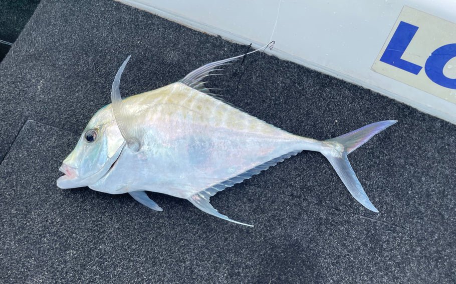 Weipa on the fly