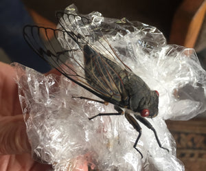 Black Cockroach Cicada