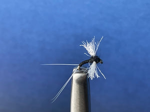 Ceanid Black