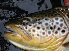 Jig Head Drab Nymph Tungsten Copper Bead