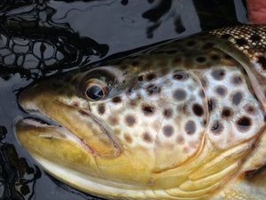 Jig Head Drab Nymph Tungsten Copper Bead