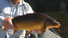 Mud marlin Goober Orange (carp Fly)