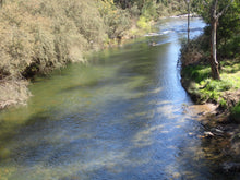 Jamieson River- Spring