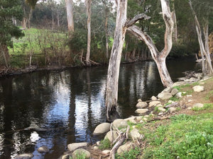 Rubicon River - Early Summer